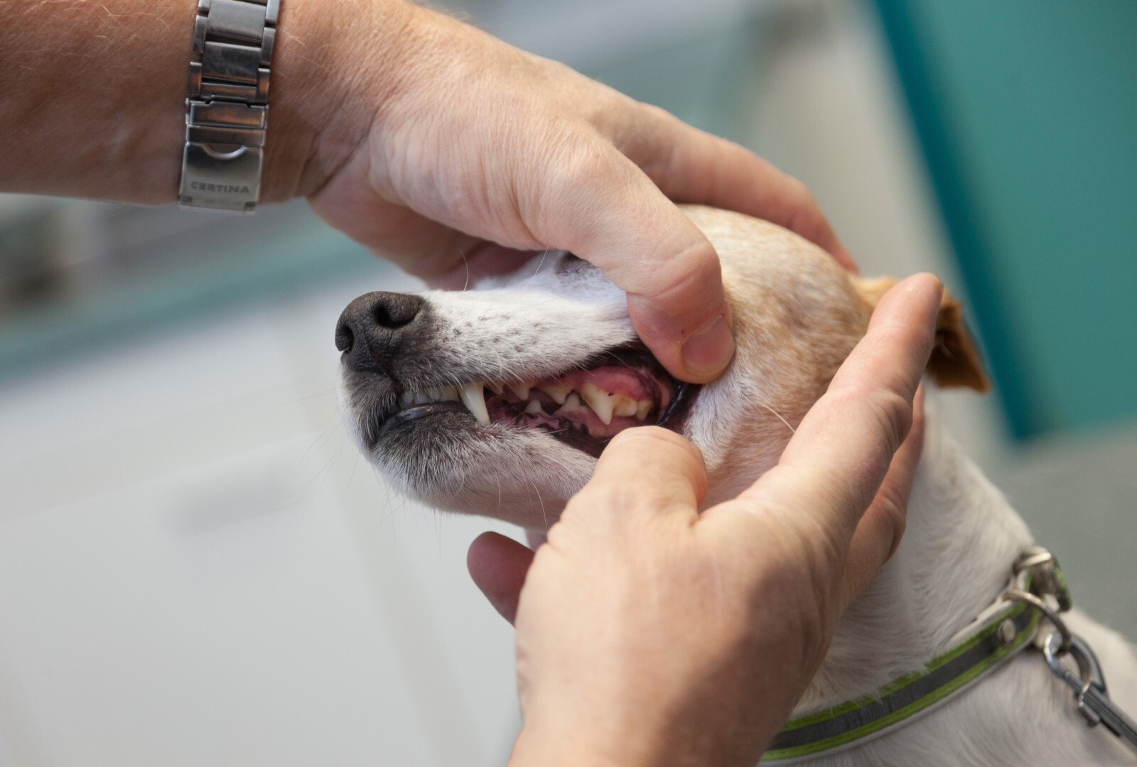 Tandheelkunde bij honden