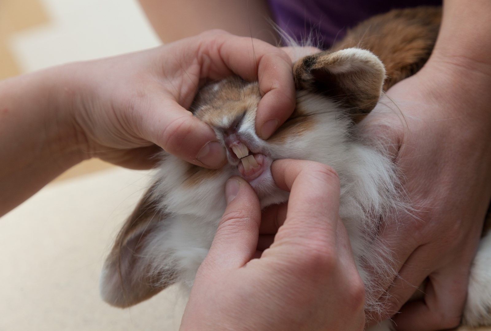 Tandheelkunde bij het konijn Dierenkliniek Hellendoorn Nijverdal
