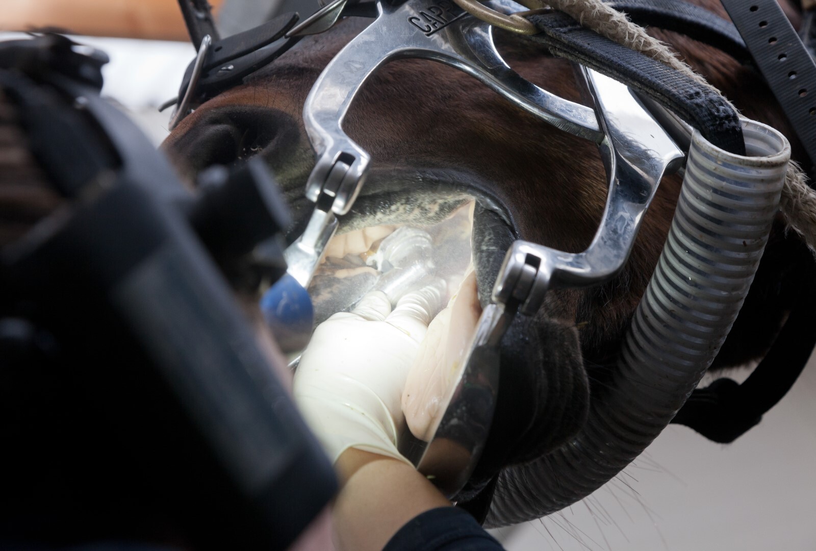 Tandheelkundige behandelingen bij het paard