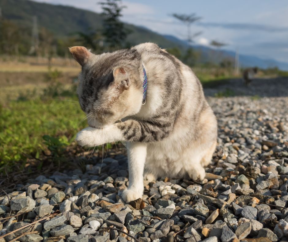 katten | De Oosthof