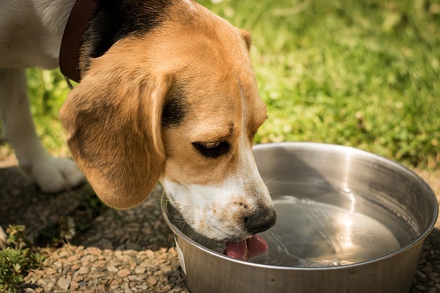 bij de hond | De Oosthof