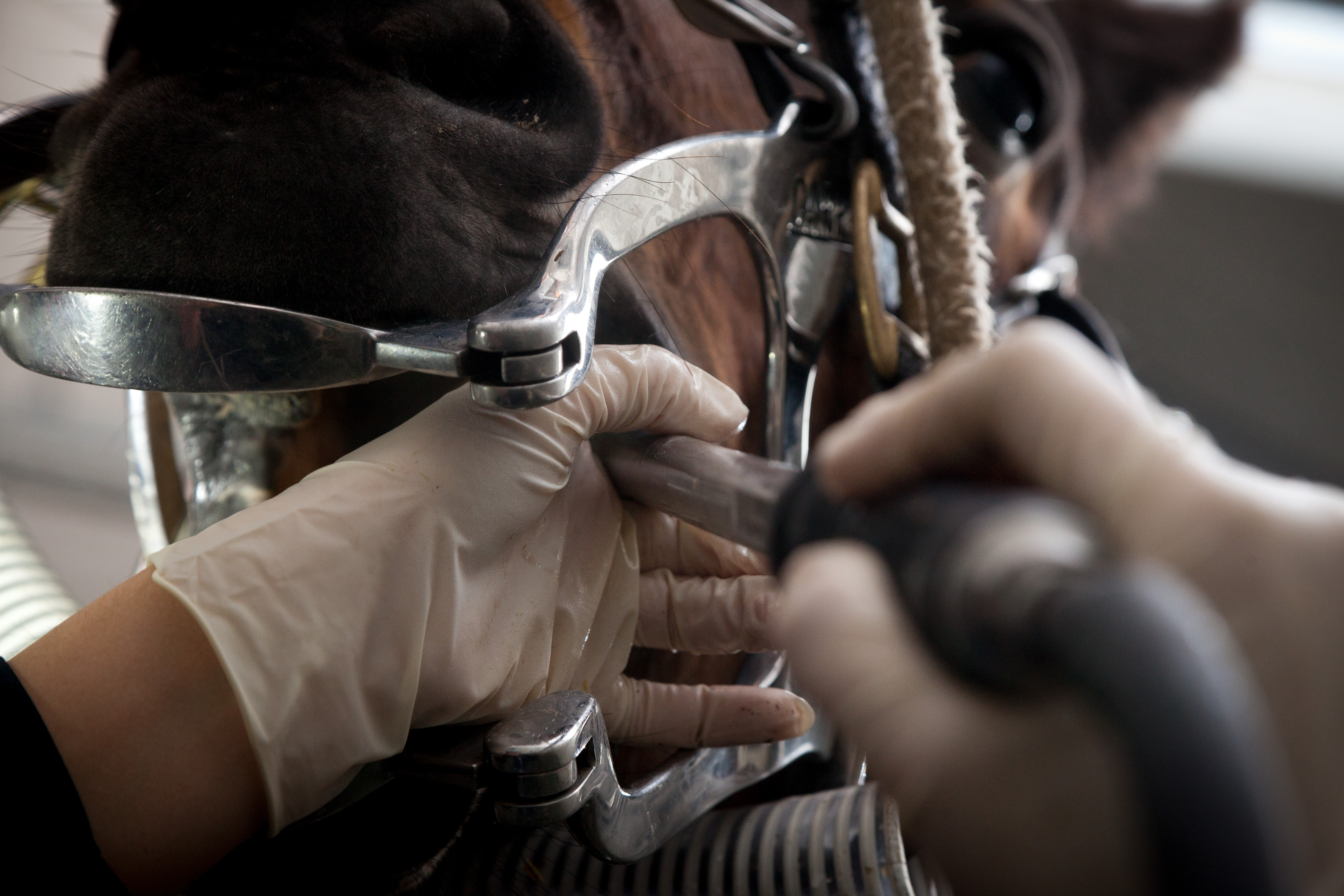 Discriminatie lava gevechten Kosten gebitsbehandelingen paard